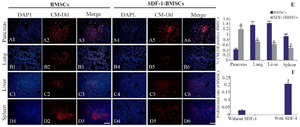 <p>Figure 2. Homing of CM-Dil labelled Bone-marrow-derived Mesenchymal Stromal Cells (BMSCs) with or without stromal derived factor (SDF-1&alpha;) preconditioning following intravenous transplantation. The red fluorescent cells (CM-Dil labeled BMSCs) were observed in STZ-injured pancreas (A1-A3; without SDF-1, A4-A6; with SDF-1&alpha;) and lung (B1-B3; without SDF-1, B4-B6; with SDF-1 &alpha;), liver (C1-C3; without SDF-1&alpha;, C4-C6; with SDF-1&alpha;) and spleen (D1-D3; without SDF-1&alpha;, D4-D6; with SDF-1&alpha;). Quantification of fluorescence intensity of CM-Dil labeled cells (E) in bone-marrow-derived mesenchymal stromal cells without SDF-1(BMSCs) and with SDF-1&alpha; preconditioning (SDF-1&alpha; -BMSCs) transplanted groups by ImageJ (ImageJ for Windows, Version 1.50i). Proliferation rate of BMSCs with or without SDF-1&alpha; preconditioning by MTT assay (F). Data are expressed as means (n=3)&plusmn;SD. Level of significance is p&lt;0.05. Level of significance is p&lt;0.05. Scale bar=100 <em>&micro;m</em>.</p>
