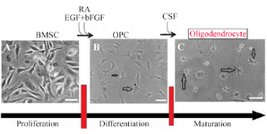 <p>Figure 4. Scheme showing the protocol for differentiation of BMSC to oligodendrocyte. For glial cells, undifferentiated BMSCs A) were plated in media that induce OPC generation B). Further cultivation in the presence of CSF was used to complete the maturation of OPC to</p>
<p>Oligodendrocyte C). Scale bars 10 <em>&mu;m.</em></p>