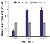 <p>Figure 6<em>. </em>Ratio of gene expression of <em>Oct4</em>, <em>Olig2</em>, <em>PDGF-&alpha; </em>in oligo-progenitor cells compared to BMSC. *: Significant increase or decrease. OPC: Oligoprogenitor cells. BMSC: Bone marrow stromal cells. Data are shown as mean&plusmn;SEM from three independent experiments.</p>