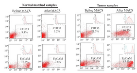 <p>Figure 1. Flow cytometry assay of tumor cells and their matched normal cells isolated using a Magnetic-Activated Cell Sorter (MACS). Tumor cells showed high rates of expressions for cancer-stem like cell markers (<em>i.e</em>. CD133 and EpCAM). Results are presented as mean&plusmn;SD (n=8).</p>