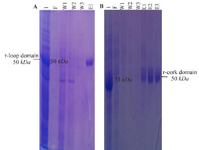 <p>Figure 3. SDS-PAGE analysis of purification of recombinant (a) loop and (b) cork domain. (a) Lane 1: expression of recombinant loop domain, Lane F: unbound protein flow, Lanes W1-W3: column washed with buffer, Lane E1: column washed with elution buffer. (b) Lane 1: expression of recombinant cork domain, Lane F: unbound protein flow, Lanes W1-W3: column washed with buffer, Lanes E1-E3: column washed with elution buffer.</p>