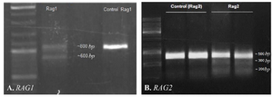 <p>Figure 3. Identification of CRISPR-mediated cleavage activity. A) Gel-electrogram image of <em>RAG1</em> fragments after CRISPR-mediated cleavage activity.&nbsp; PCR products of Rag1 were amplified and directly analyzed by 2% agarose gel. The presence of ~600 <em>bp</em> fragment showed that 213 <em>bp</em> fragment has been deleted from 800 <em>bpRAG</em>1 fragment. B) Gel-electrogram image of <em>RAG</em>2 fragments. After CRISPR-mediated cleavage activity, PCR products of <em>RAG</em>2 were amplified and subjected to T7EN1 cleavage assay. Cleavage bands were marked with an asterisk &lsquo;&lsquo;*&rsquo;&rsquo;.</p>