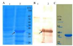 <p>Figure 1. Expression of reteplase induced by 1 <em>mM</em> IPTG at 37<em>&ordm;</em><em>C</em> in shake flask. A) SDS-PAGE analysis; Lane 1: Uninduced total bacterial protein; Lane 2: Induced total bacterial protein. B) Weston blot analysis; Lane 1: Uninduced total bacterial protein; Lane 2: Induced total bacterial protein. C). SDS-PAGE analysis of commercial reteplase.</p>