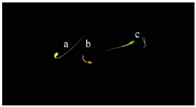 <p>Figure 3. Capacitation state of stallion spermatozoa using chlortetracycline (CTC) staining. a) uncapacitated acrosome-intact spermatozoa (F-pattern); b) capacitated acrosome-intact spermatozoa (B-pat-tern); c) acrosome reacted spermatozoa (AR-pattern).</p>