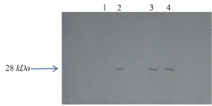<p>Figure 4. BP26 production was approved by western blot analysis. Lane 1; BP26 before adding nisin, Lane 2; BP26 production 1 <em>hr</em> after adding nisin, Lane 3; BP26 production 3 <em>hr</em> after adding nisin, Lane 4; BP26 production 5 <em>hr</em> after adding nisin.</p>