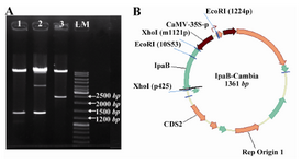 Figure 2. A) Restriction enzyme analysis of colonies of recombinant pCambia1304/ ipaB vector using EcoR I. (1-3) Lane 1: colony no. 1 containing ipaB in correct orientation, Lane 2: unrelated colony, Lane 3: colony no. 3 with reverse orientation; B) Schematic design of the vector containing IpaB gene