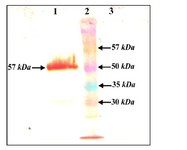 Figure 5. Western blot of leaf extract containing IpaB. Using anti His antibody, 1) infiltrated leaves, 2) MW, 3) plant negative control