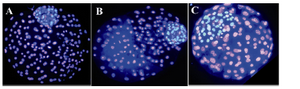 Figure 3.  Differential staining of ovine blastocyst which had been originated from different culture conditions. A) IMO with SOFaaBSA; B) IMO with SOFaaciBSA; C) SOFaaBSA alone. The normal allocation and integrity of inner cell mass between IMO produced blastocyst and SOFaaBSA alone was significantly different