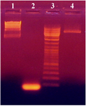 Figure 1. PCR amplification of 80 bp insert from digested plasmid pUB110 with EcoRI and XbaI. HindIII digested lambda DNA, the 80 bp insert, DNA ladder and pUB110plasmid digested with EcoRI and XbaI are shown in lanes 1, 2, 3 and 4, respectively