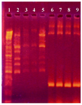 Figure 4. Agarose gel electrophoresis showing PCR amplification products of neomycin gene (300 bp). First lane is a DNA size marker (100 bp DNA ladder). Lanes 2-5 and lanes 6-9 are PCR products from the neomycin gene in non-transformed and transformed cells, respectively