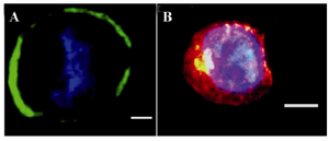  Figure 2. Immunofluorescence staining of VSEL stem cell. CD45<sup>-</sup>, Sca1<sup>+</sup>, and CXCR4<sup>+</sup> cells are SSEA1<sup>+</sup> and express oct4; A) Oct4 (green) expression; B) SSEA1 (red) expression. Nuclei visualized after DAPI staining (40x) (image was taken by Olympus IX71 inverted microscope).