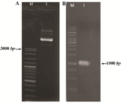 Figure 1. Constructed pET-ret plasmid after cloning of reteplase gene in pET-21; A) Purification from <i>E. coli</i> DH5α. M: molecular weight marker, 1:3 <i>µl</i> of plasmid on 1% agarose gel. B) PCR amplification of reteplase gene (1065 <i>bp</i>) using pET-ret as the template, M: molecular weight marker, 1:5 <i>µl</i> of the PCR product on 1% agarose gel.