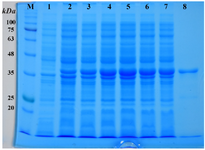 <p>Figure 2. SDS-PAGE analysis of the expression of r-PilQ<sub>380-706 </sub>protein in <em>E. coli</em>. The total proteins of the BL21harboring pET28a/<em> pilQ</em><sub>1138-2118</sub> plasmid was harvested and loaded on 12% (<em>v/v</em>) SDS-PAGE after 4 <em>hr</em> induction with or without IPTG. (lane M) denote molecular weight marker proteins; (lanes 1) total cell lysate of non-induced bacteria; (lanes 2-7) 1-6 <em>hr</em> incubation after induction; (lane 8) purified r-PilQ<sub>380-706 </sub>after HisTrap Chelating and Ni<sup>2+</sup>-affinity chromatography (~37 <em>kDa</em>).</p>