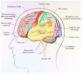 <p>Figure 1. The lobes of the human cerebral cortex (lateral view) and some functional regions of the cerebrum.</p>