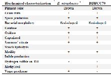 <p>Table 1. Biochemical identification of DDBCC70 in comparison to <em>B. atrophaeus</em></p>
<p>*[14]</p>