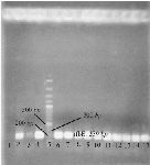 <p>Figure 1. Agarose gel electrophoresis of PCR product of <em>E. coli</em> O157:H7 in order to confirm the bacteria. Lane 1: negative control; lane 2,4: positive control; lane 3: other bacteria; lane 5: 100 <em>bp</em> DNA ladder; lane 6-15: PCR product of the <em>rfbE</em> gene of <em>E. coli </em>O157:H7&nbsp; grown in SMA.</p>