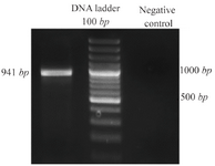 <p>Figure 1. PCR amplification of <em>DPPA2</em>. PCR product was 941 <em>bp</em> long as expected when visualized on agarose gel.</p>