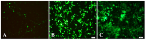 <p>Figure 5A-C. GFP expression in target cells 48 <em>hr</em> after transfection (&times;100) that were representative fluorescent photographs of HEK293T and GP293, respectively, under fluorescent microscope. 6C was representative fluorescent photograph of target cell (KYSE-30) that was transducted by enriched recombinant viral particles.</p>