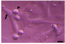 <p>Figure 1. Sertoli cell (arrow) and spermatogonia (arrow head) of sheep. Scale bars represent 15 <em>&mu;m</em>.</p>