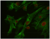 <p>Figure 3. Vimentin was detected in the feeder monolayer cells (Vi-mentin-specific monoclonal antibodies). Nuclei were counterstained with 7AAD, (&times;40).</p>