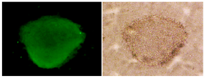 <p>Figure 5. Oct- 4 immunocytochemical staining of sheep spermato-gonial stem cells (&times;40).</p>