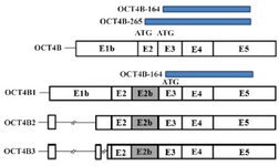 <p>Figure 3. Protein isoforms produced by <em>OCT4</em> transcripts. OCT4B transcript can produce two isoforms that initiate from ATG start codon (OCT4B-265 and OCT4B-164) and one isoform initiates from CTG start codon (OCT4B-190). OCT4B1, OCT4B2 and OCT4B3 can potentially translate to a 164 amino acid protein that is the same with OCT4B-164 isoform</p>
