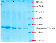 <p>Figure 4. SDS-PAGE analysis of the purified recombinant huscFv in BL21 (DE3) after gel filtration chromatography and washing with buffer A (5 <em>mM</em> and 20 <em>mM</em> of imidazole).</p>
<p>Lane 1: the standard protein weight&nbsp;marker</p>
<p>Lane 2: puriﬁed huscFv/pTf16</p>
<p>Lane 3: puriﬁed huscFv/pGro7</p>
<p>Lane 4: puriﬁed huscFv/pG-KJE8</p>
<p>Lane 5: puriﬁed huscFv/pKjE7</p>
<p>Lane 6: puriﬁed huscFv/pG-Tf2</p>