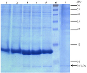 <p>Figure 4. Expression and secretion analysis of the present recombinant TPD protein in cell pellet and culture medium samples by 15% acrylamide gel. Lane 1: Expression before induction. Lanes 2 to 5: Gradual increase of expression respectively from 1 to 4 hr after induction. Lane 6:&nbsp;Prestained Protein Ladder (Thermo, USA). Lane 7: Secretion of the recombinant protein in the medium 4 hr after induction. Position of the recombinant tag-fused TPD protein is shown with an arrow.</p>