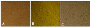 <p>Figure 1. Cytopathogenicity of MDCK cells to H9N2 influenza virus infection: A) mock, and at 24, B) and 48, C) hours post infection (100x).</p>