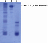 Figure 1. Electrophoretic pattern of R-PE conjugated ShM Ig by SMCC linker in non-reduced 12.5% SDS-PAGE: Lane 1 shows R-PE conjugated ShM Ig. Lane 2 shows unconjugated ShM Ig.  Lane 3 shows R-PE alone