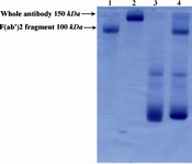 Figure 2. Electrophoretic pattern of R-PE conjugated F(ab')2 fragment of ShM Ig by SMCC linker in non-reduced 12.5% SDS-PAGE. Lane 1 shows F(ab')2 fragment of ShM Ig  (100 kDa). Lane 2 shows IgG molecule (150 kDa) as protein marker. Lane 3 shows R-PE alone. Lane 4 shows R-PE conjugated F(ab')2 fragment of ShM Ig