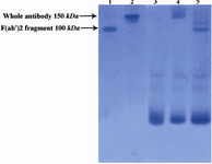 Figure 3. Electrophoretic pattern of R-PE conjugated ShM Ig and F(ab')2 fragment of ShM Ig by SPDP linker in non-reduced 12.5% SDS-PAGE.  Lane1 shows unconjugated F(ab')2 fragment of ShM Ig. Lane 2 shows unconjugated ShM Ig. Lane 3 shows R-PE alone. Lane 4 shows R-PE conjugated ShM Ig. Lane 5 shows R-PE conjugated F(ab')2 fragment of ShM Ig