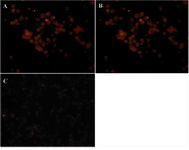 Figure 6. Immunocytochemistry analysis of ShM Ig – R-PE and its R-PE conjugated F(ab')2 fragments by SPDP linker on a mouse IgG-producing hybridoma cell line. A) ShM Ig (Human Ig Ads)-PE (1 mg/ml dilution: 1/100). B) F(ab')2 fragment of ShM Ig (Human Ig Ads)-PE (1 mg/ml dilution: 1/100). C) ShH (Mouse Ig Ads)-PE 
(1 mg/ml dilution: 1/100)
