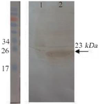 <p>Figure 2. Confirmation of the recombinant protein expression by western blotting. Lane 1: un-induced bacterial lysate. Lane 2: bacterial lysate after induction. The pre-stained protein ladder (10-180 <em>kDa</em>) was used.</p>