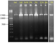 <p>Figure 4. Agarose gel electrophoresis of 16S rDNA gene PCR-amplified region. The ladder includes fragments ranging from 100-10,000 <em>bp</em>. The name of strains has mentioned at the top of gel.</p>