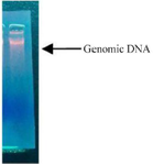 <p>Figure 7. Genomic DNA of given bacteria isolate 19<sup>th</sup> culture.</p>