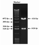 Figure 2. Screening of recombinant clones containing GRA5 gene. GRA5 PCR product was inserted into pcDNA3.1 plasmid and the recombinant plasmid, pGRA5, was transformed into DH5α bacteria. Screening of recombinant clones was performed by PstI restriction digestion. Digestion of recombinant plasmid harboring GRA5 gene resulted in two DNA fragments of 4243 and 1626 bp
