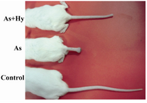 Figure 3.  Protective effect of HRP on arsenic-mediated tail wounding in mice. Photograph of a representative mouse from each group is shown
