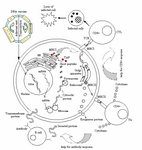 Figure 1. Molecular pathways of DNA vaccine by presenting the antigen to the T cells through the MHC class I and class II molecules. In endogenous pathway, the DNA plasmid enters the cell and nucleus, where the gene is transcribed into messenger RNA (mRNA). Then, mRNA is translated into protein by ribosomes in the rough endoplasmic reticulum (ER, not shown). In the cytosol the protein is cleaved by proteasomes, and the short peptides (contaning 8 to 10 amino acids) are transported into the ER with transport associated proteins (TAP1 and TAP2) and bind to MHC class I molecules. After binding, the complex is transported through the Golgi apparatus to the cell surface, where it can be recognized by cytotoxic T cells (CD8+) and stimulation of cell-mediated immunity occurs. In exogenous pathway, antigen-presenting cells take up extracellular proteins by either endocytosis or phagocytosis. MHC class II molecules in ER pass through the Golgi apparatus and enter acidified endosomes in which the foreign protein has been fragmented into peptides (Endolysosomal degradation pathway). The MHC�peptide complex is then brought to the cell surface, where it can be recognized by helper T cells (CD4+). Specific helper T cells recognize this antigen peptide/MHC class II molecule complex and are activated to produce help in the form of cytokines. These cytokines have many activities, depending on their types, helping B cell to produce antibody and helping cytolytic T lymphocyte (CTL) responses