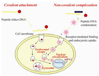 Figure 2. Peptide-based nucleic acid delivery systems must be able to: 1) tightly condense DNA into small, compact particles; 2) target the condensate to specific cell surface receptors; 3) induce endosomal escape and 
4) target the DNA cargo to the nucleus for target gene expression