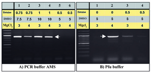 Figure 3. Optimization of amplification of the PeP gene putative pro-moter region by increasing MgCl2. The same PCR conditions of fig-ures 2B (lanes 5-7) and 2C (lanes 2 and 5) were repeated using 3 and 
4 mM MgCl2, respectively (A, B) 
