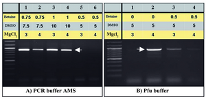 Figure 3. Optimization of amplification of the PeP gene putative pro-moter region by increasing MgCl2. The same PCR conditions of fig-ures 2B (lanes 5-7) and 2C (lanes 2 and 5) were repeated using 3 and 
4 mM MgCl2, respectively (A, B) 
