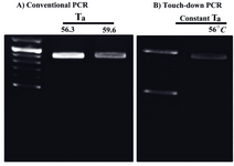 Figure 4. Optimized condition for amplification of the GC-rich putative promoter of the mouse PeP gene by different PCRs. The amplification of the 875 bp fragment was carried out by conventional (A) and touch-down  PCR (B) using  the mentioned annealing temperatures (Ta) and PCR conditions as described for figure 3a (lane 4)