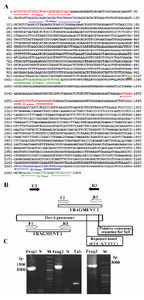 Figure 1. Position of the fragments and PCR products during the constructing of Oct-4 promoter. A) The orientation of the primers used for the amplification of each fragment is indicated by arrows; B) Schematic representation for the PCRs for cloning various parts of Oct-4 promoter; C) Product band for each fragment after electrophoresis is shown. Frag 1 (1221 bp) and 2 (1292 bp) are the products of first and second rounds of PCR which were used as templates for the SOE-PCR to amplify the Frag 3 as the respective product with the length of 2309 bp. M is 100 bp ladder (Fermentas)