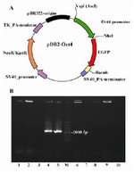 Figure 2. A) Schematic map of the Oct-4 promoter/EGFP cassette in pDB2 vector; B) Bacterial colony insert check on transformed colonies was evident that two independent colonies out of ten colonies contained recombinant vector as described in the text. M is 100 bp ladder (Fermentas)

