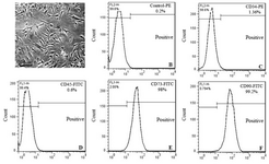 <p>Figure 1. Flow cytometric analyses of the expression of various Bone-marrow-derived Mesenchymal Stromal Cells (BMSCs) markers. BMSCs were cultured for 4 passages and then the cells were lifted with trypsin‑free cell detachment buffer. Following incubation with the fluorescence dye‑conjugated antibodies specific for CD34, CD45, CD73 and CD90, the cells were analyzed by flow cytometry. Images are representative of 3-5 independent experiments. PE, phycoerythrin; FITC, fluorescein isothiocyanate.</p>