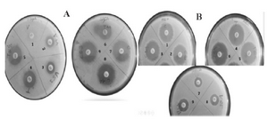 <p>Figure 2. Determination Synergistic effect of highly active fractions with the combination of commercial drugs against <em>S. aureus </em>and MRSA. A) Synergistic effect of fractions on <em>S. aureus</em>; (1) Vanco-mycin alone; (2) Vancomycin with the combination of fraction F44; (3) Vancomycin with the combination of fraction F53; (4) Tetracycline alone; (5) Tetracycline with the combination of fraction F53; (6) Tetracycline with the combination of fraction F44; (7) Chloramphenicol alone; (8) Chloramphenicol with the combination of fraction F44; and (9) Chloramphenicol with the combination of fraction F44. B) Synergistic effect of fractions on MRSA; (1) Chloramphenicol alone; (2) Chloramphenicol with the combination of fraction F25; (3) Chloramphenicol with the combination of fraction F44; (4) Tetracycline alone; (5) Tetracycline with the combination of fraction F25; (6) Tetracycline with the combination of fraction F44; (7) Vanco-mycin alone; (8) Vancomycin with the combination of fraction F25; and (9) Vancomycin with the combination of fraction F44.</p>