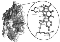 <p>Figure 5. Docking interaction of Morin with DNA binding (LytTR) domain of AgrA. The interaction pattern highlights the efficiency of morin inhibiting the interactive residues at the target site.</p>