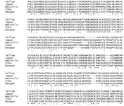 <p>Figure 1. Multiple sequence alignment of yellow fever, Japanese encephalitis, West Nile, Zika and dengue envelope proteins. The identical, conservative and non-conservative substitutions are shown as asterisk (*), colon (:) and dot (.), respectively. Deletions were denoted as hyphen (-).</p>