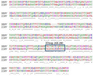 <p>Figure 3. The rooted phylogenetic tree generated using Clustal Omega software for Japanese encephalitis (P27395), dengue (P17763), West Nile (P06935), yellow fever (P03314) and Zika (Q32ZE1) envelope proteins.</p>